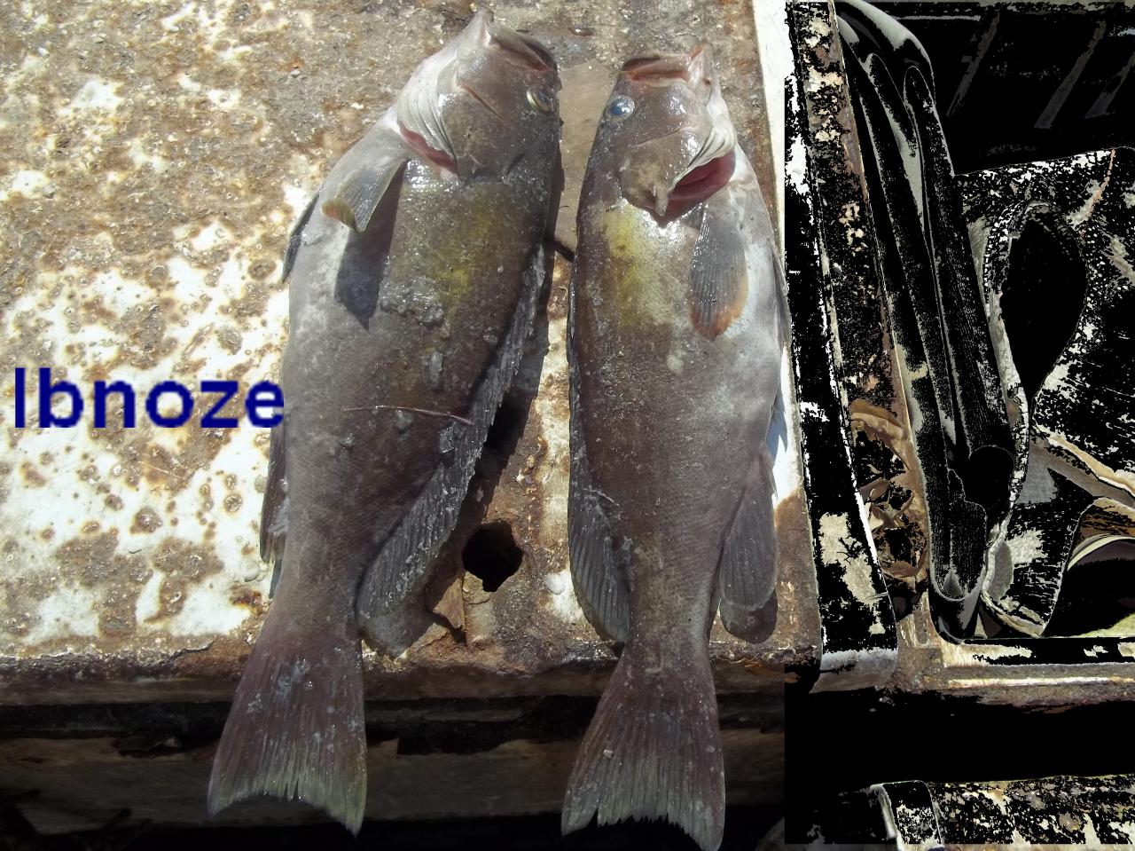 Poissons Mérou ou Thiof