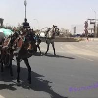 273874530 4768316639882205 5578868622023430383 n