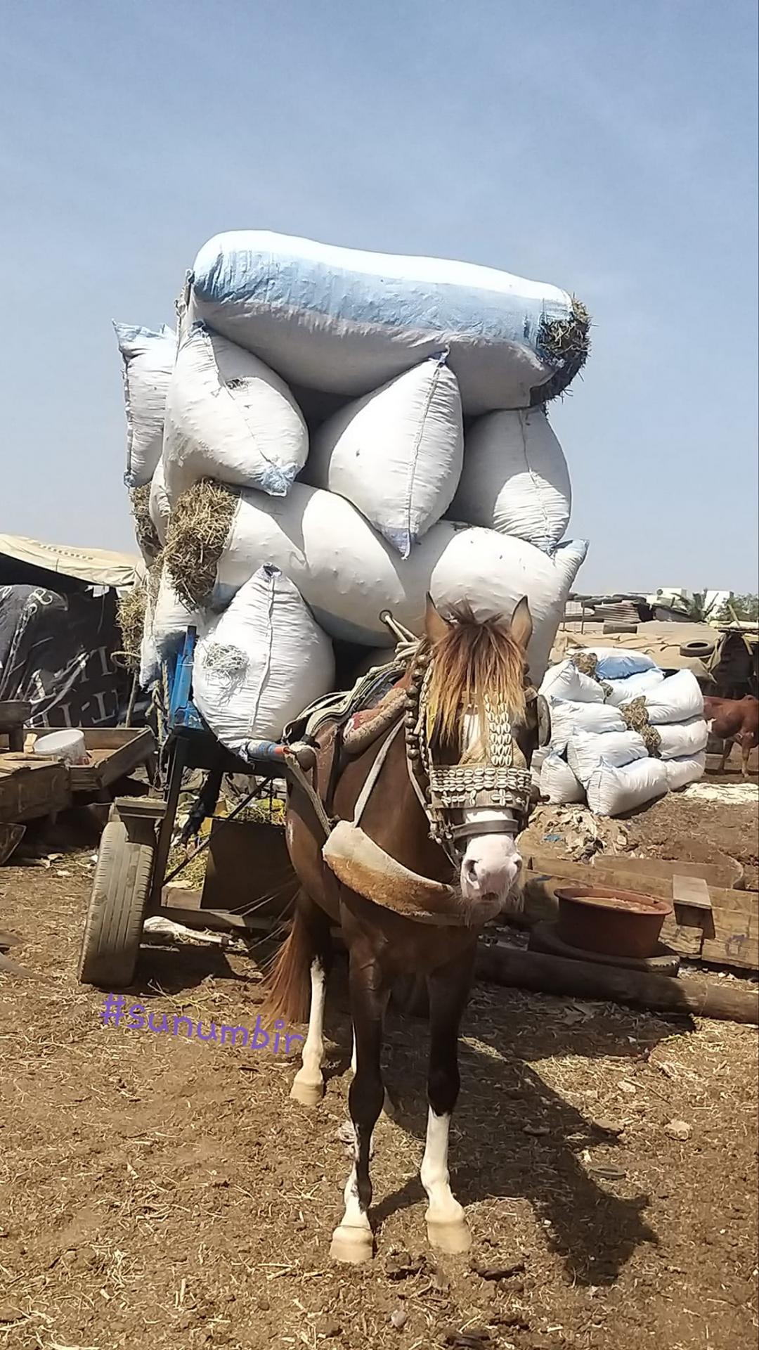 274070685 4778940508819818 3002163647306090900 n