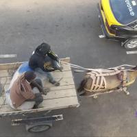 274158234 4785716278142241 6096028162617282798 n 1