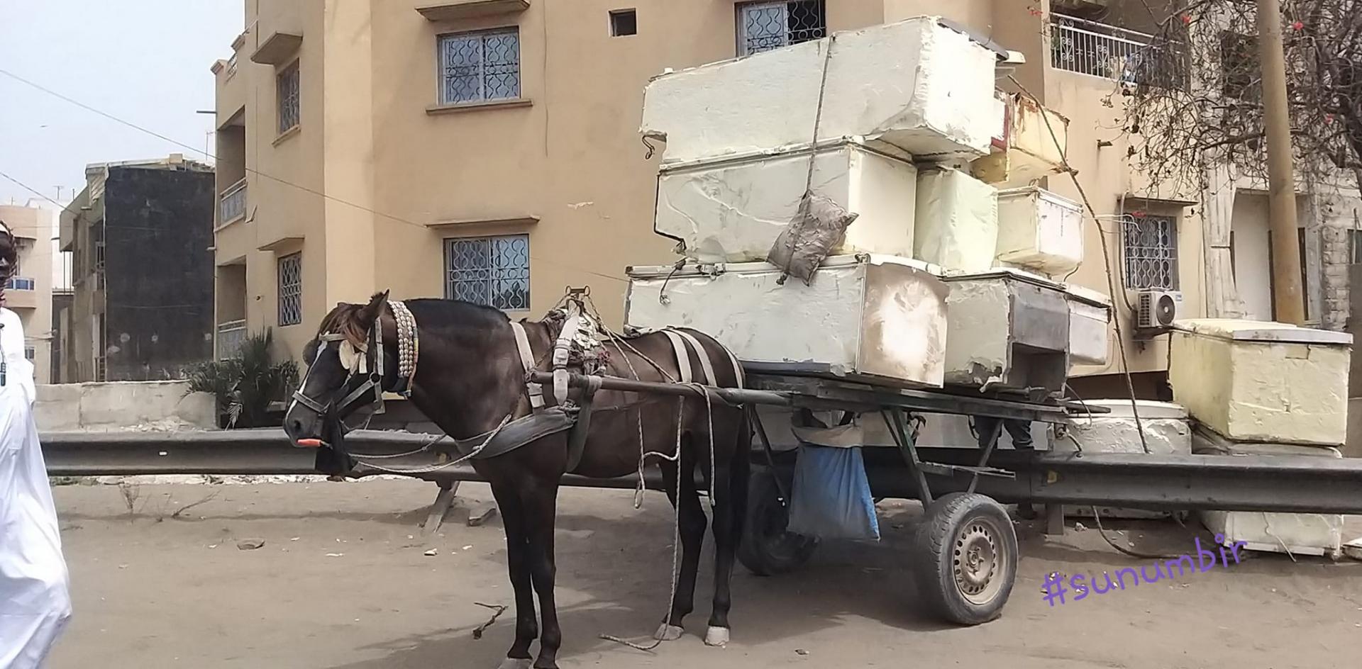 274536517 4800068393373696 934296166974241837 n 1