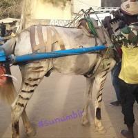 274705086 4809012109145991 2240972341267923534 n