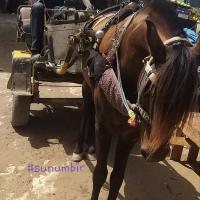 274860527 4811732962207239 4625208869103508741 n