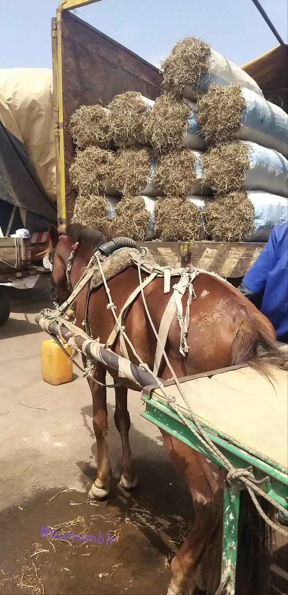 274947499 4818503288196873 3697447973151300116 n