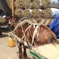 274947499 4818503288196873 3697447973151300116 n