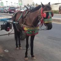 275539549 4842367722477096 4280018097991178988 n