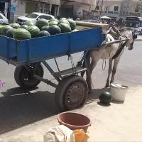 277764926 4907642885949579 1011740326852893755 n