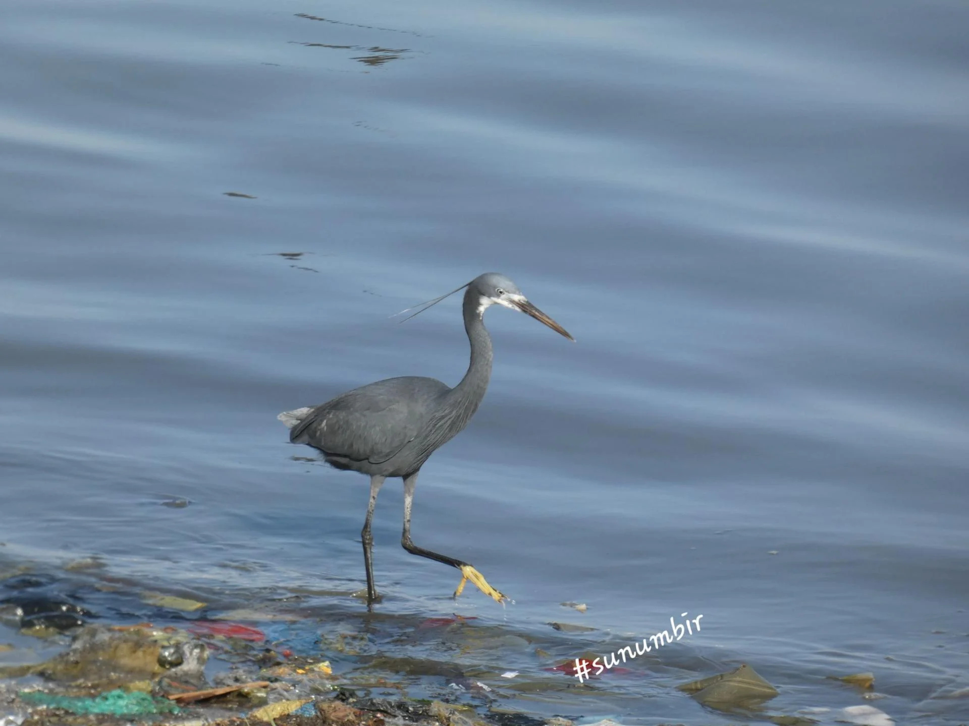 Aigrette 2